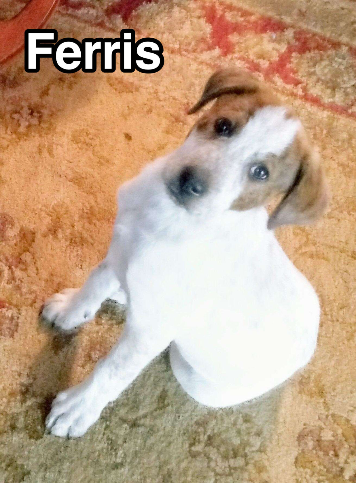 Ferris